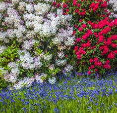 Bowood Garden Tours
