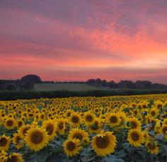 Salisbury Sunflowers
