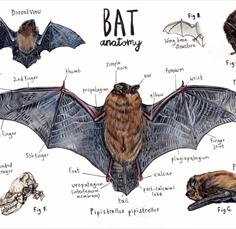 Bat Walk and Talk