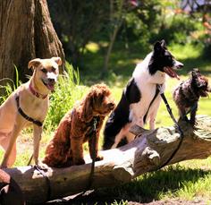 Poulton Park Fun Dog Show & Spring Fete