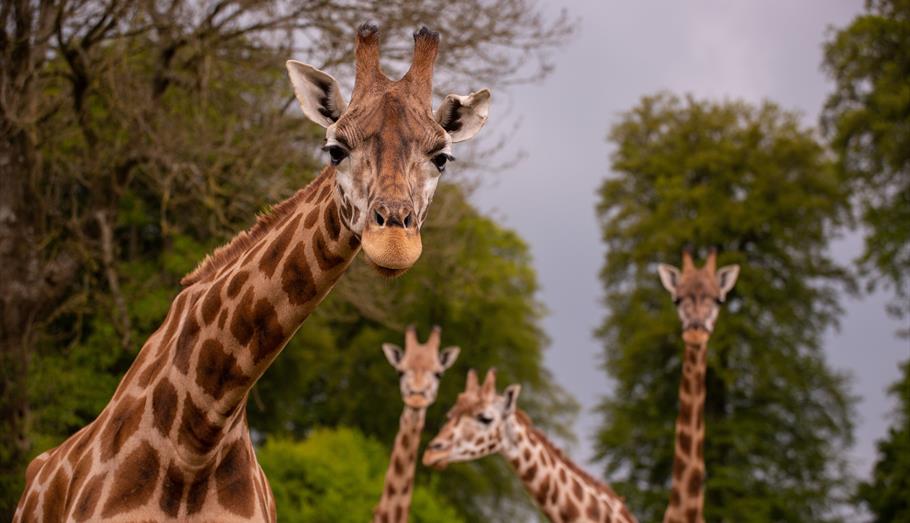 A group of curious giraffes at Longleat