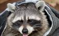 raccoon with its tongue out
