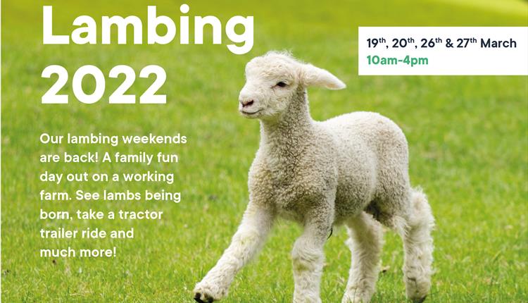 Lackham Lambing Weekend - Saturday 26th March