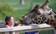 Small girl feeds a giraffe