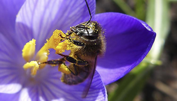 Wiltshire Bee & Honey Day 2022 Wiltshire Bee & Honey Day 2022
