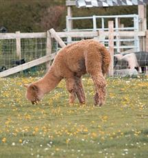 Cholderton Rare Breeds Farm - Alpaca