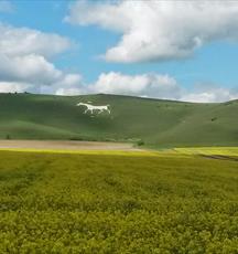Alton Barnes White Horse, near Pewsey