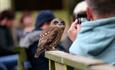 Wispa the Boobook Owl at the Hawk Conservancy Trust