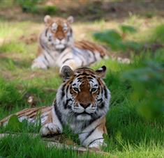 Tigers Grazing at Longleat Safari Park