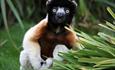 Crowned Sifaka Lemur at Cotswold Wildlife Park & Gardens