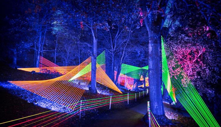 strings of coloured lights between trees