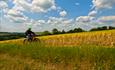 New Forest Cycling Tours
