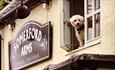 The Somerford Arms - dog