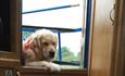 Dog friendly accommodation in Wiltshire, Honeystreet Narrowboat Holidays