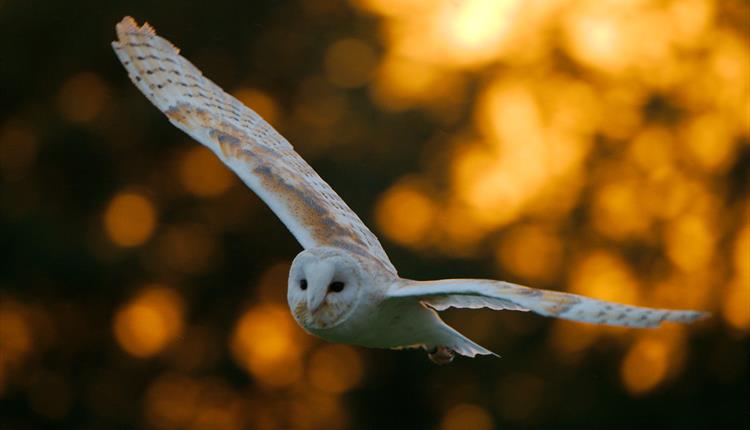 An image of Evening Owls