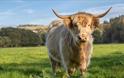 River Bourne Community Farm - Highland Cow