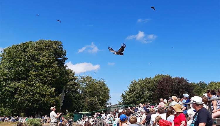 Masters of the Sky flying display at the Hawk Conservancy Trust