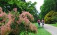 Flowers and trees at Westonbirt Arboretum