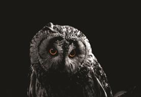 Owl-O-Ween