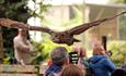 Owl Flying over Crowd at the Hawk Conservancy Trust