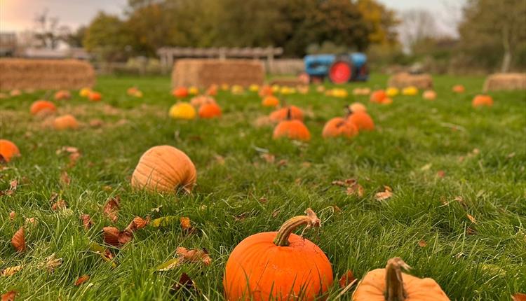 Pumpkins in the Paddock Pumpkins in the Paddock