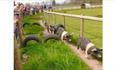 Cholderton Rare Breeds Farm - Pig racing