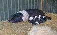 Piglets and mother pig