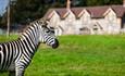 Zebra outside longleat accommodation