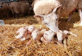 Lambing at Roves Farm