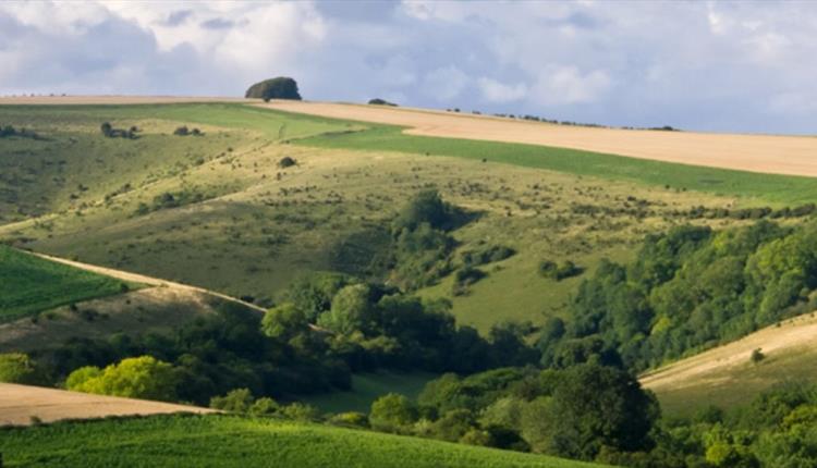 Guided Walk: Cranborne Chase