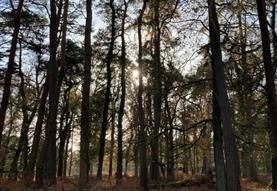 Walk: Archaeology of the New Forest