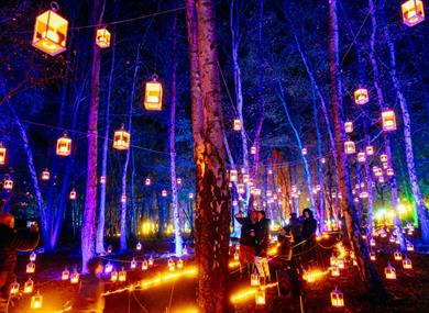 Windsor Great Park Illuminated