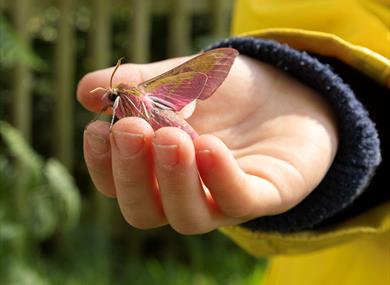 Moths and Butterflies Family Event, image Jon Hawkins