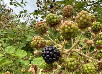 Berries