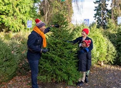 Family selecting a Christmas tree