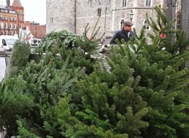 Christmas tree in front of Windsor Castle