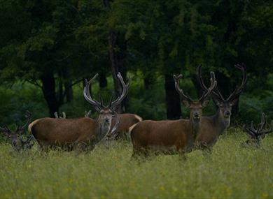 Stags in a meadow - Wildlife photography BBOWT
