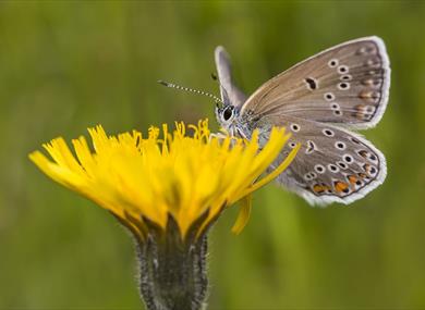 Butterfly on a flower