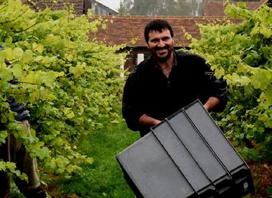 Vineyard - Wine Tasting at The Castle Hotel