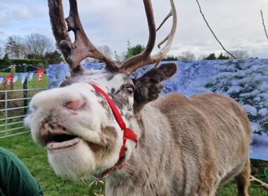 Reindeer, image from Deer Friends