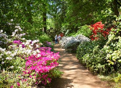 The Savill Garden Spring Wood