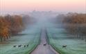 The Long Walk, Windsor Great Park, image Gill Heppell
