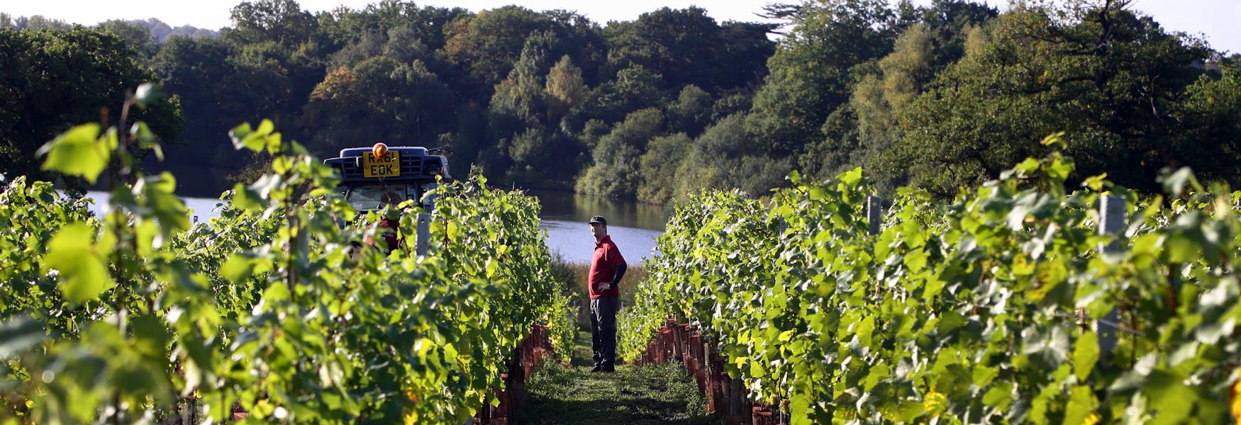 Laithwaites Vineyard Windsor Great Park
