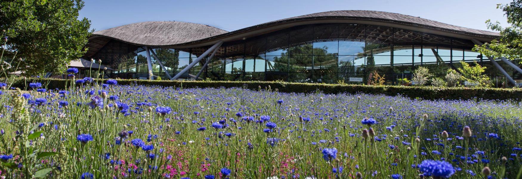 Summertime in The Savill Garden