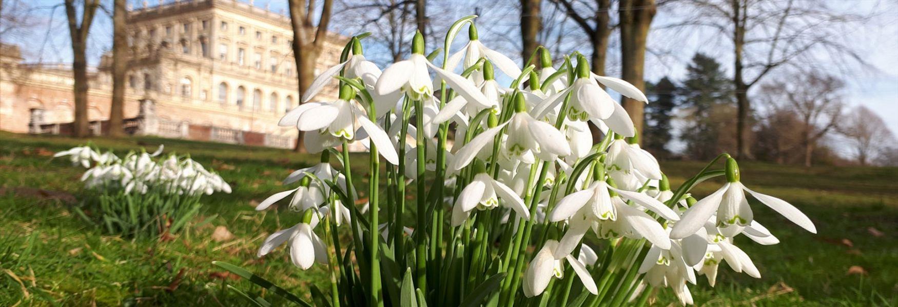 Snowdrops at Cliveden