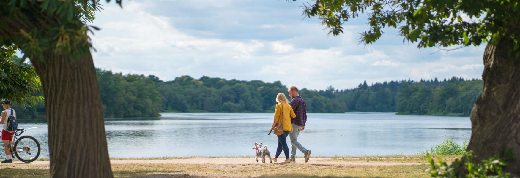 Dog walking in Windsor Great Park