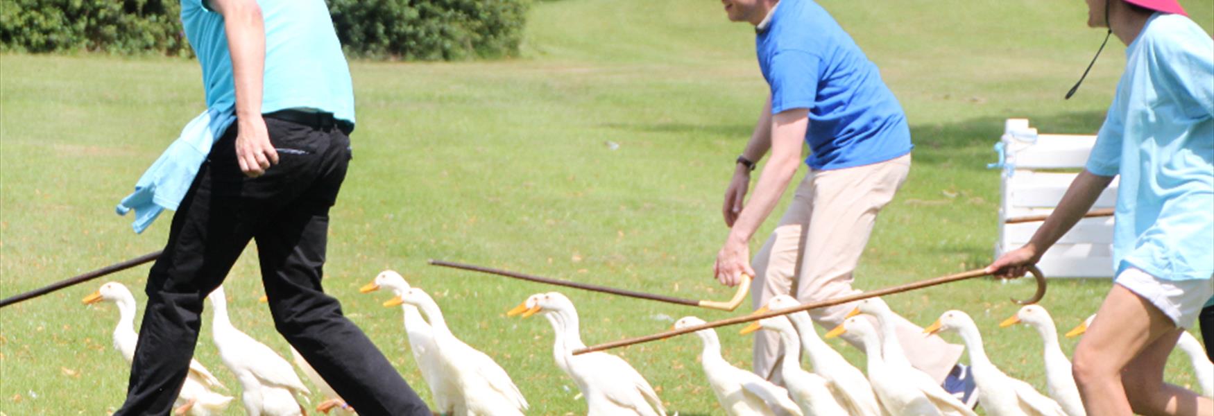Duck Herding
