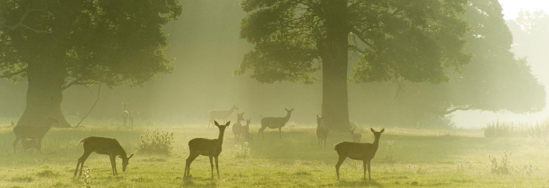 Red Deer in Windsor Great Park