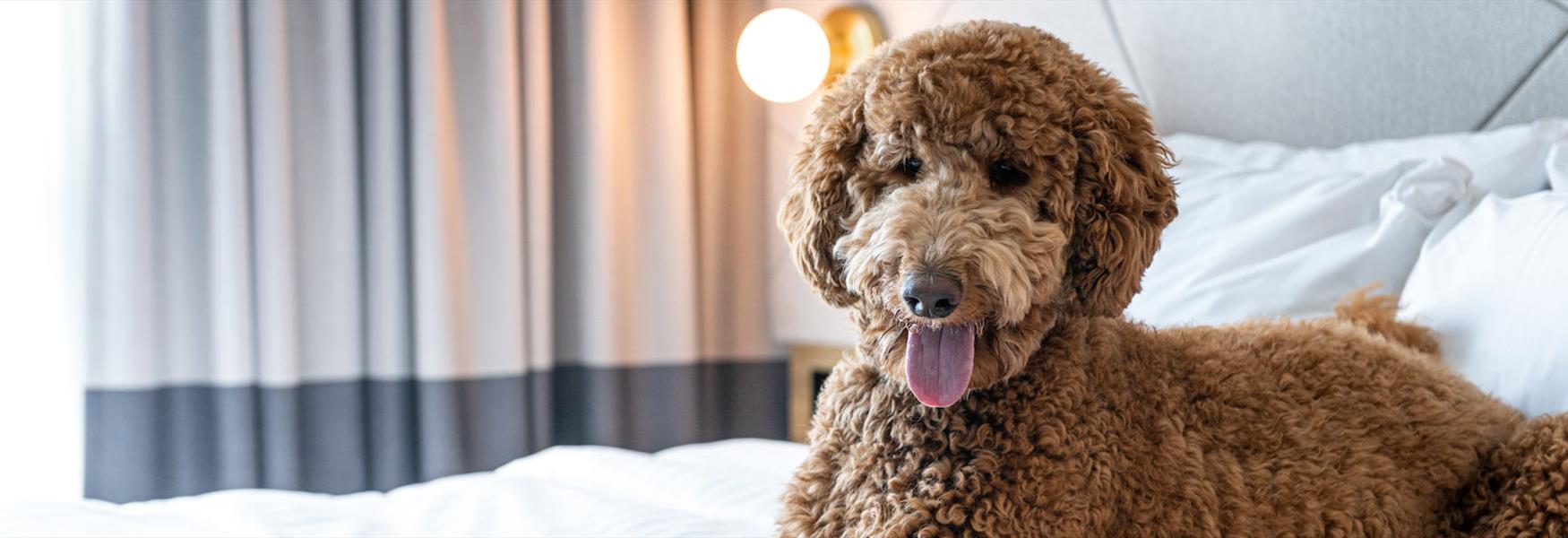 Doggy guest, Residence Inn