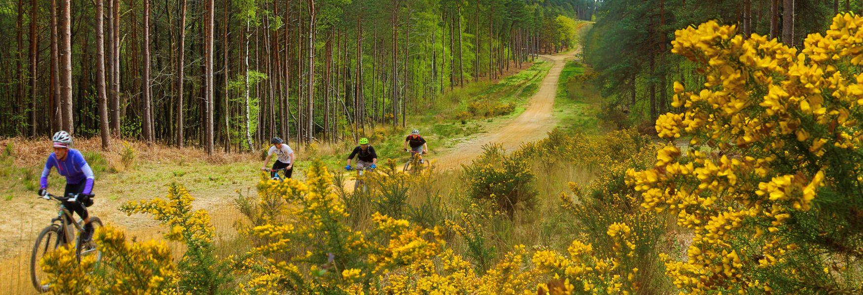 Mountain biking in the Crown Estate's Swinley Forest